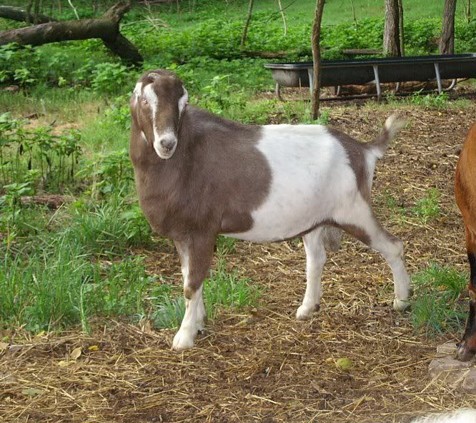 How they do grow..... - Goats