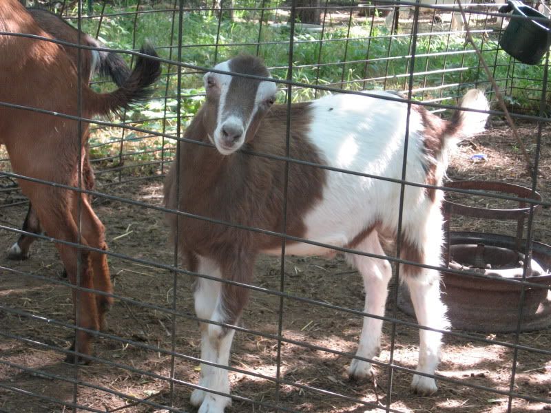 How they do grow..... - Goats