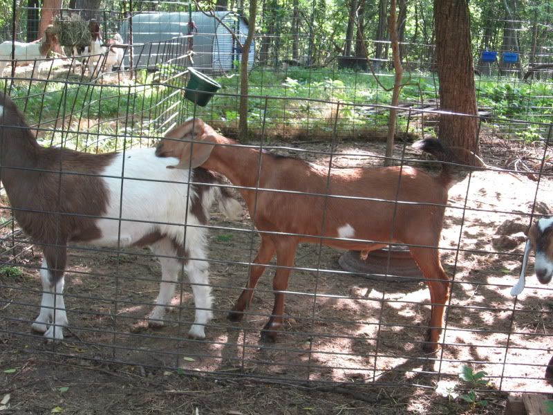 How they do grow..... - Goats