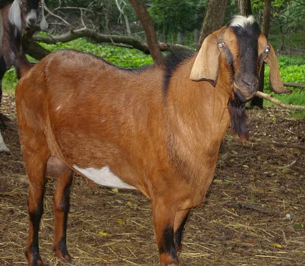 How they do grow..... - Goats