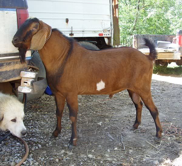 Need to sell a good buck - Goats