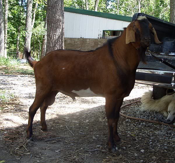Need to sell a good buck - Goats