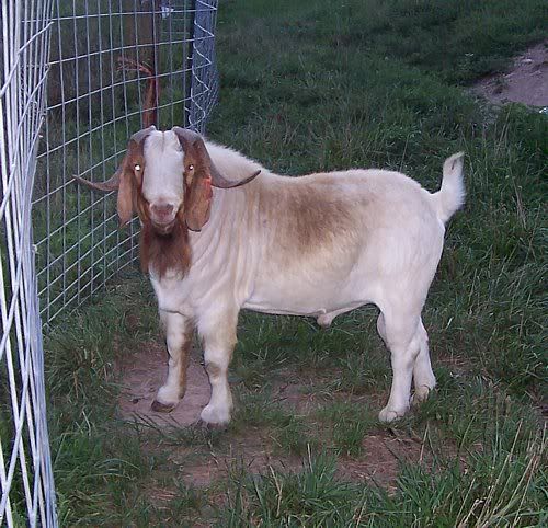 Post your "romeo" thread!!! - Goats