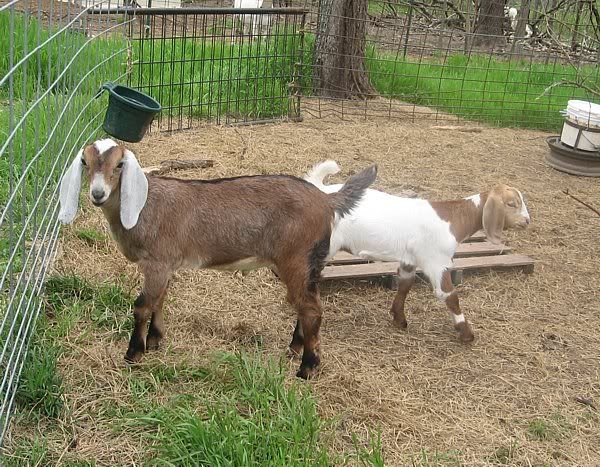 How they do grow..... - Goats