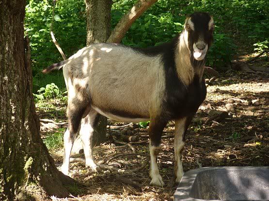 Post your "romeo" thread!!! - Goats