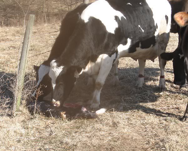 Calving pictures - Cattle