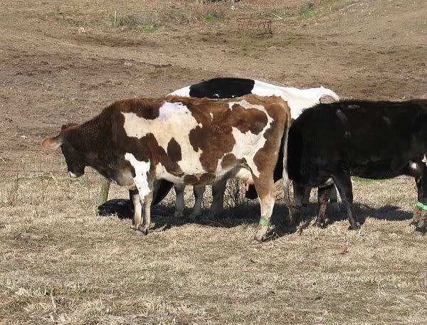 Calving pictures - Cattle
