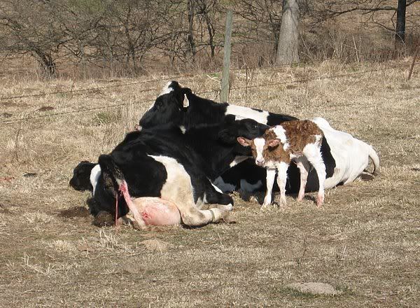 Calving pictures - Cattle