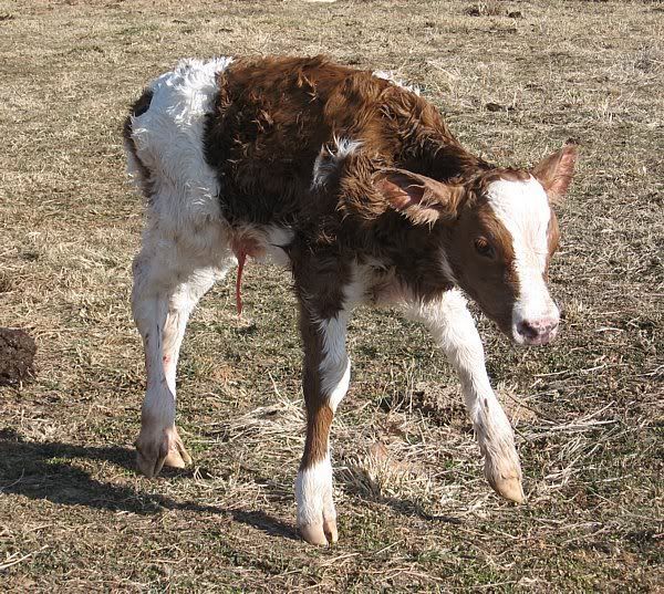 Calving pictures - Cattle