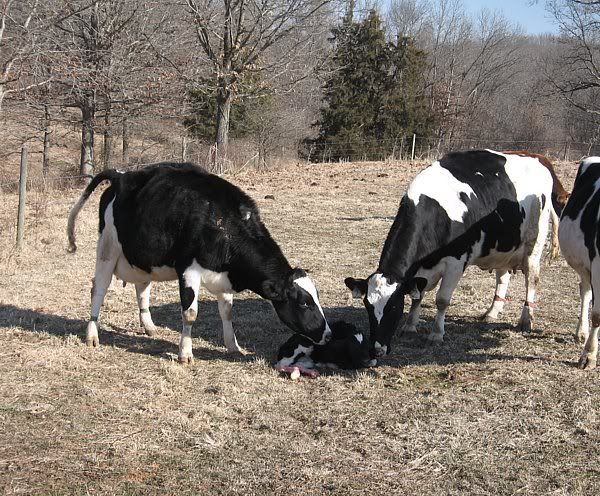 Calving pictures - Cattle