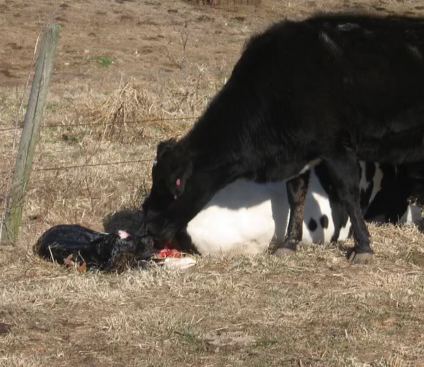 Calving pictures - Cattle
