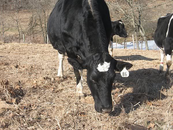 Calving pictures - Cattle