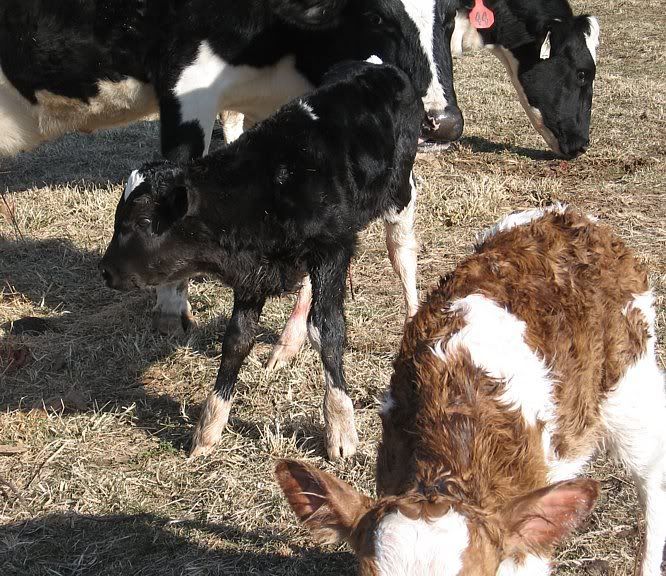 Calving pictures - Cattle