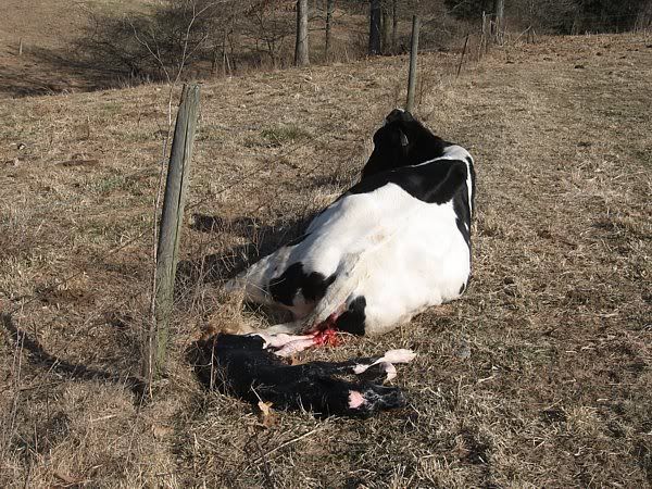Calving pictures - Cattle