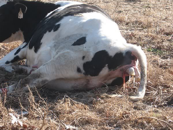 Calving pictures - Cattle