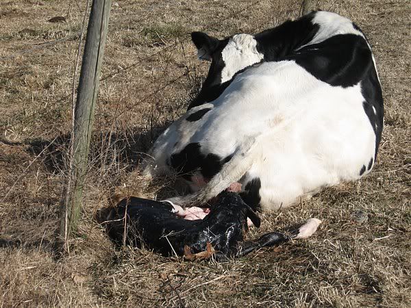Calving pictures - Cattle