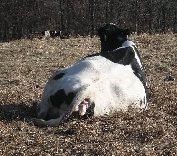 Calving pictures - Cattle