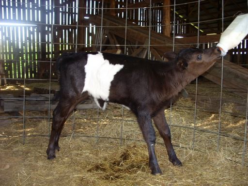 Walk out to get Jersey herd 4 evening milking - Cattle