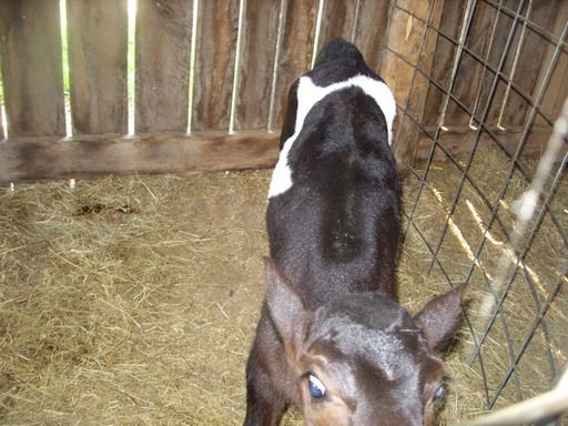 Walk out to get Jersey herd 4 evening milking - Cattle