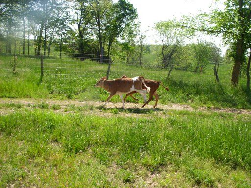 Walk out to get Jersey herd 4 evening milking - Cattle
