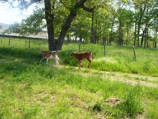 Walk out to get Jersey herd 4 evening milking - Cattle