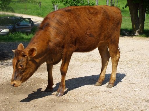 Walk out to get Jersey herd 4 evening milking - Cattle