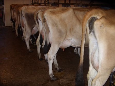 Misc shots from AM milking - Cattle