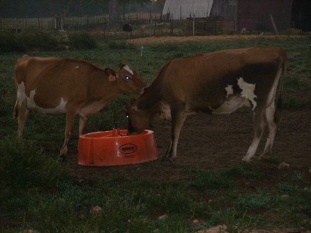 Misc shots from AM milking - Cattle