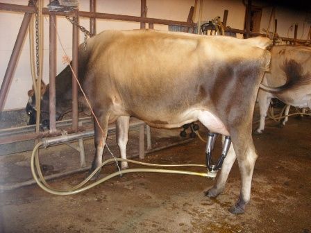 Misc shots from AM milking - Cattle