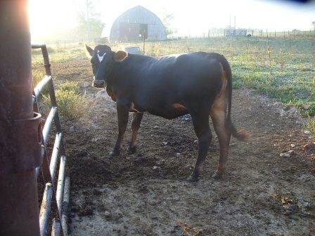 Misc shots from AM milking - Cattle