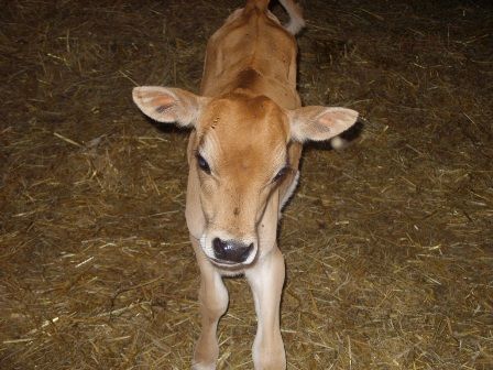 Misc shots from AM milking - Cattle
