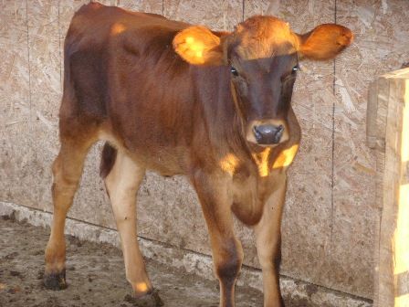Misc shots from AM milking - Cattle