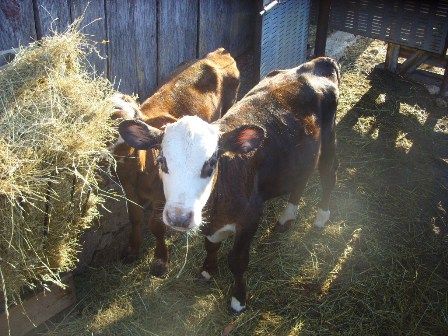 Misc shots from AM milking - Cattle
