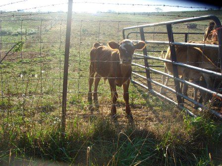 Misc shots from AM milking - Cattle