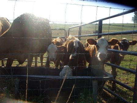 Misc shots from AM milking - Cattle