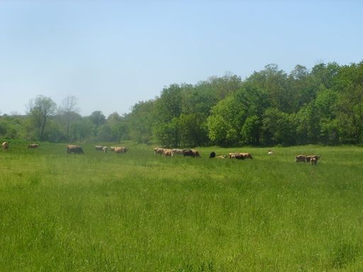 Walk out to get Jersey herd 4 evening milking - Cattle