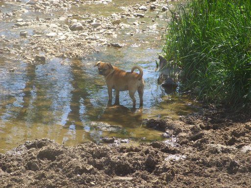 Walk out to get Jersey herd 4 evening milking - Cattle