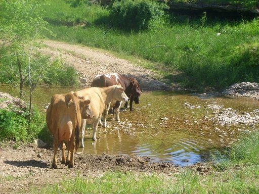 Walk out to get Jersey herd 4 evening milking - Cattle