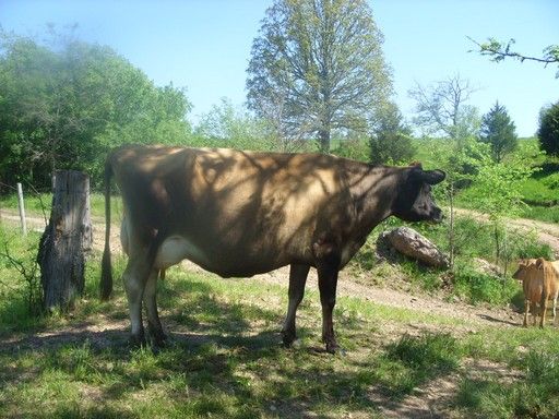 Walk out to get Jersey herd 4 evening milking - Cattle