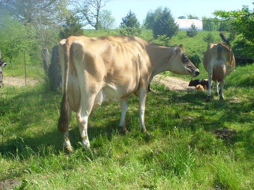Walk out to get Jersey herd 4 evening milking - Cattle