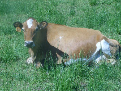 Walk out to get Jersey herd 4 evening milking - Cattle