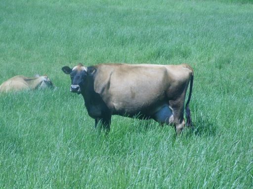 Walk out to get Jersey herd 4 evening milking - Cattle
