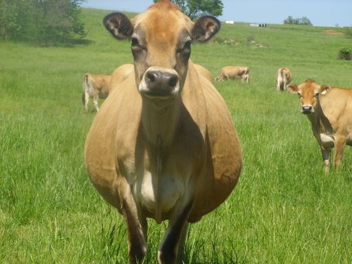 Walk out to get Jersey herd 4 evening milking - Cattle