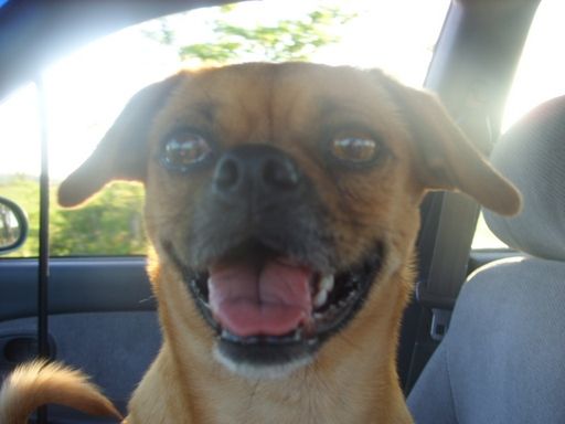 Walk out to get Jersey herd 4 evening milking - Cattle