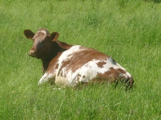 Walk out to get Jersey herd 4 evening milking - Cattle