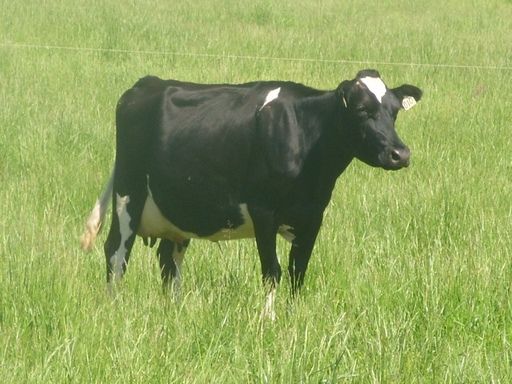 Walk out to get Jersey herd 4 evening milking - Cattle