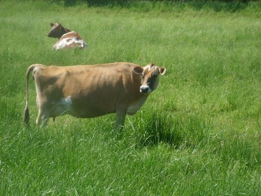 Walk out to get Jersey herd 4 evening milking - Cattle
