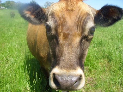 Walk out to get Jersey herd 4 evening milking - Cattle