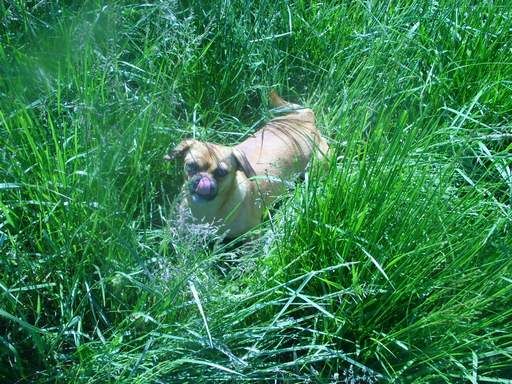 Walk out to get Jersey herd 4 evening milking - Cattle