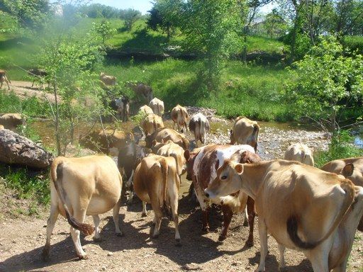 Walk out to get Jersey herd 4 evening milking - Cattle